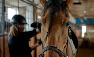 New initiative showcases horse industry career pathways